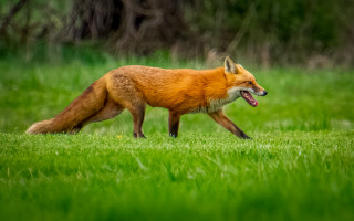 Fox grassy field open mouth - a grassy field free wallpaper