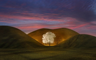 Tree sunset pink clouds matte - a sunset in the background free wallpaper