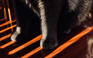 Cat wooden floor paw chair - its paw free wallpaper