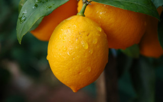 Orange closeup water drops leaves - two orange free wallpaper