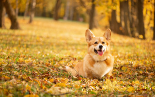 Dog leaves park autumn flame - elke vogelsang free wallpaper