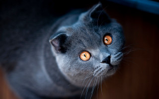 Orange eyes cat looking up 2 - a stock photo free wallpaper