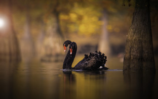 Black swan floating magic realism - black free wallpaper for desktop