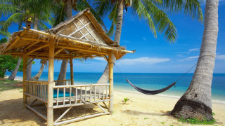 Hammock beach palm trees ocean - free bikini wallpaper