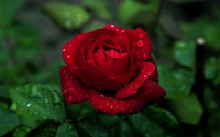 Red rose water droplets bokeh 7 - a red rose free wallpaper