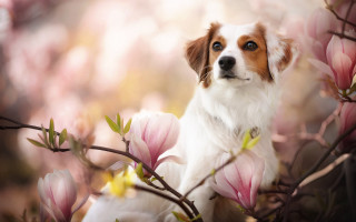 Dog cherry blossoms blurry focus - branch free wallpaper