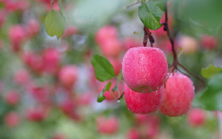 Tree apples water droplets bokeh - a close up of a tree free wallpaper
