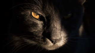 Black cat gothic closeup yellow - a black cat free wallpaper