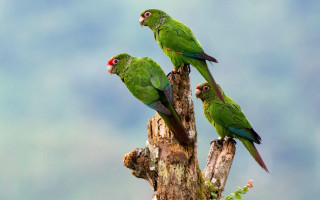 Three green birds perched branch - wild free wallpaper