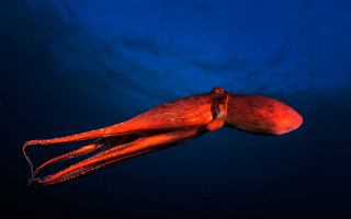Octopus swimming ocean surface blue - octopus free wallpaper