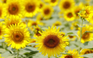 Sunflower field macro summer vibrancy - a field of sunflowers free wallpaper