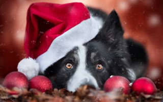 Dog santa hat ornaments animal - ball free wallpaper