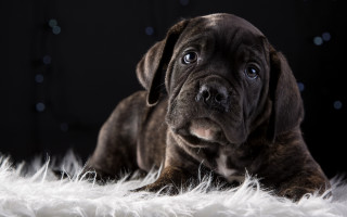 Puppy laying fluffy blanket sad - a sad look free wallpaper