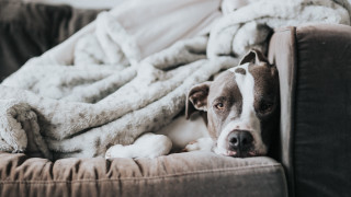 Dog couch blanket stuffedanimal outdoors - stuffed free wallpaper