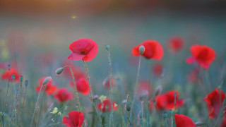 Red flowers blurry background sun - a sun free wallpaper
