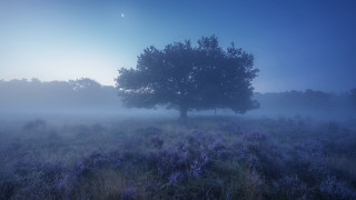 Tree flowers foggy sky milky - tonalism free wallpaper