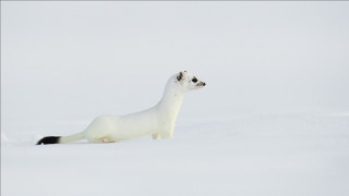 White animal snow curious jigsaw - curious free wallpaper