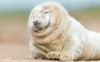 White seal beach green field - sandy free wallpaper