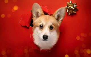 Dog bow head hole red - a bow free wallpaper
