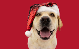 Dog santa hat red background - its tongue free wallpaper