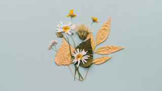 Flowers table blue butterfly sunflower - carol bove free wallpaper