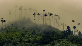 Foggy mountain palm trees forest - the top of it free wallpaper