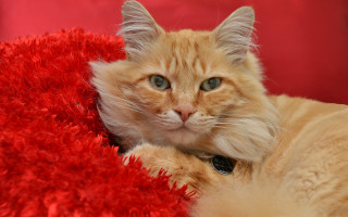Sad cat red blanket autumn - a red blanket free wallpaper