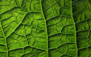 Green leaf macro pattern fractals - a pattern of leaves free wallpaper