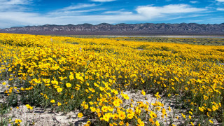 Flower field mountains desert sunset - yellow flower free wallpaper for desktop