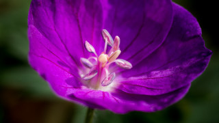 Purple flower white center green - a blurry background of leaves free wallpaper