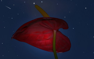 Red flower shooting star night - subsurface free wallpaper