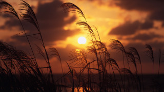 Sunset clouds tallgrass water dusk - the foreground and a body of water free wallpaper