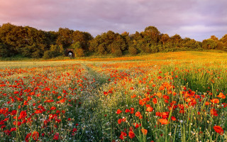 Field flowers dirtroad tunnel autumn - impressionist free wallpaper