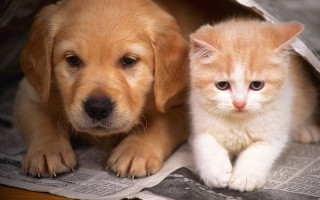 Cat dog puppy animal photorealistic - a cat and a dog free wallpaper
