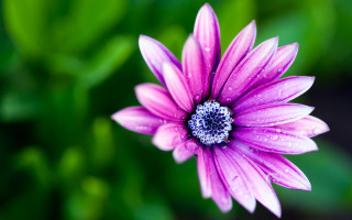 Purple flower blue center green - green leaf and water droplets free wallpaper