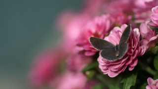 Blue butterfly pink flower green - naturalism free wallpaper