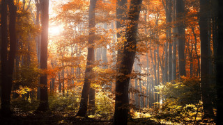 Forest autumn sunset cityscape embers - the distance free wallpaper