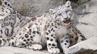 Snow leopard rock enclosure open - a rock wall behind free wallpaper