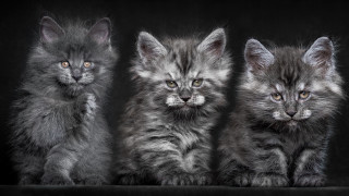 Three kittens row black background - a row free wallpaper