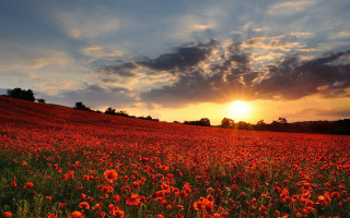 Red flowers sunset clouds field - scene free wallpaper