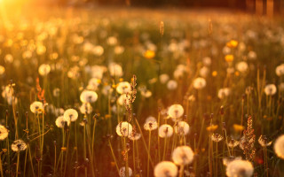 Dandelion field sunset bokeh christmas - grass free wallpaper