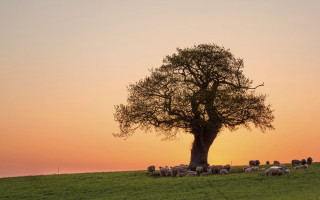 Sheep grazing sunset tree grassy - a grassy field free wallpaper
