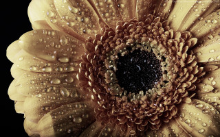 Yellow flower water droplets macro 20 - petal and petals free wallpaper