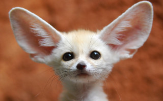 Small white brown big ears - a brown wall free wallpaper