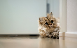 Kitten door floor big eyes - a kitten free wallpaper