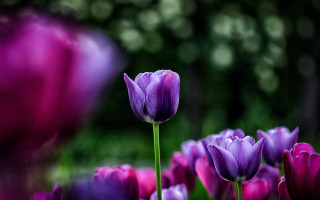 Purple flowers green stem background - erin hanson free wallpaper