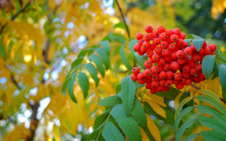 Red berries autumn forest bokeh - a tree branch in a forest free wallpaper