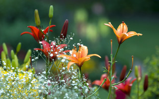 Flowers garden bokeh blurry impressionism - anne rigney free wallpaper