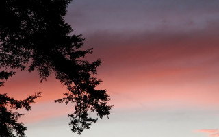 Pink sky tree plane autumn - a plane in the foreground free wallpaper