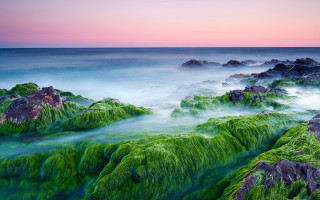 Sea green algae rocks sunset - impressionist free wallpaper